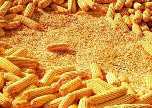 玉米最新爆料,揭秘玉米产业的最新动态与未来趋势  第3张