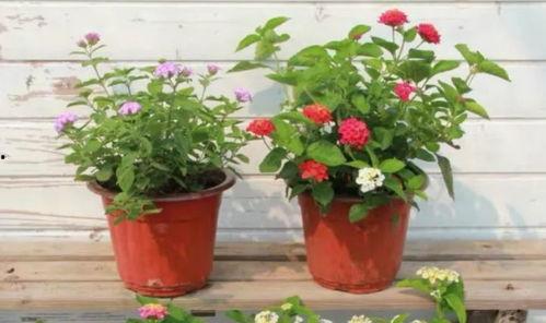 郭大锤最新爆料视频,揭秘视频背后的惊人真相  第2张